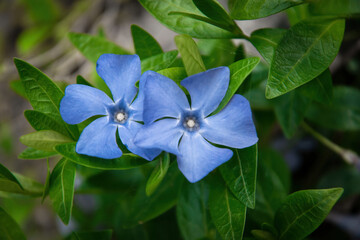 Fototapeta premium Colorful blue flowers of periwinkle 