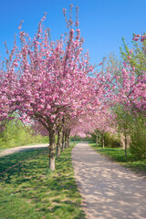 Obraz na płótnie Canvas Alley of blossoming cherry trees called Mauer Weg English: Wall Path following the path of former Wall in Berlin, Germany. Bright sunlight with shadows.