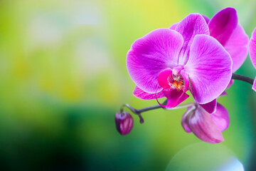 Pink orchid flowers at green branch with blossom and leaf buds photo at smooth green background.There is a place for your text