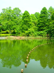 初夏の公園の新緑の木々を映す池風景