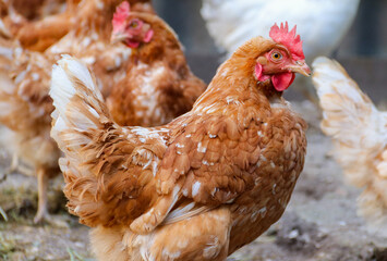 Laying hen and free-range chickens at free range on the organic farm