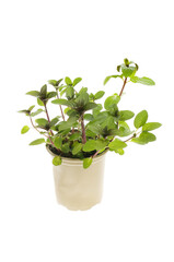 Chocolate mint in a pot