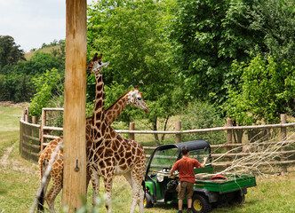 Giraffes in Prague zoo. Two giraffes wait for feeding. Zoo worker with  food for giraffes in a car.