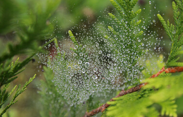 Water drops on the web