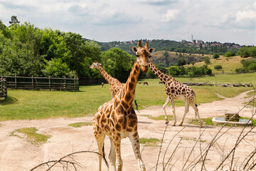 Giraffes at an open range zoo. Walking giraffes.