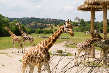 Giraffe's feeding. Giraffes at an open range zoo. Zoo animals.