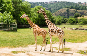 Two giraffes at an open range zoo. Zoo animals.