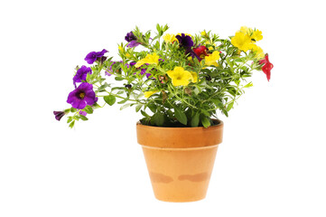 Flowering calibrachoa plant