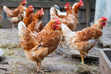 Laying hen and free-range chickens at free range on the organic farm
