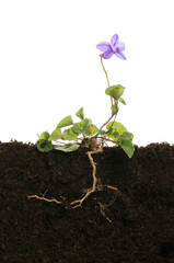 Violet plant in soil