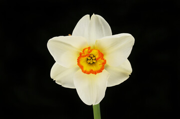 White daffodil against black