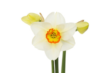 White daffodil and buds
