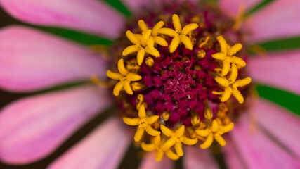 Abstract close up macro image of a zinnia flower with vibrant colors blooming in spring season
