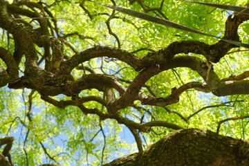 Un albero di sophora japonica ricoperto di foglie verdi in una giornata di primavera.