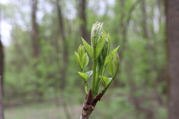 The appearance of the first leaves in the spring forest
