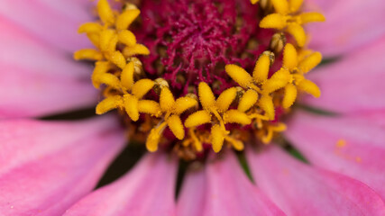 Abstract close up macro image of a zinnia flower with vibrant colors blooming in spring season
