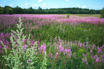 Fireweed blooms in central Russia. Flowering meadows