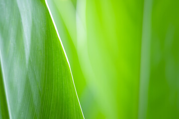 blur nature green broad leaf with sunlight background
