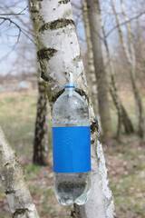 Extraction of birch tree sap. Early spring