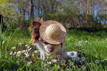Chihuahua mit Strohhut Kette und Brille im Gras mit Gänseblümchen