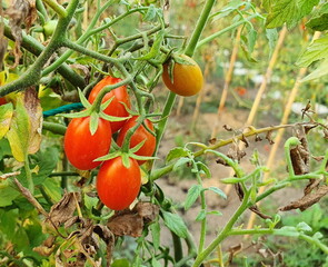 Bright red, ripe, organic cherry tomatoes hanging on the tree in the garden. Scientific name is Lycopersicon esculentum Mill, selectable focus and blur background.
