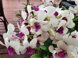 White dendrobium orchid purple center on blurred background. It is a popular flower for worshiping monks or decorating a room due to its durability and beauty.
