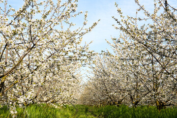 Blossoming flower cherry orchard in spring time. Spring mood