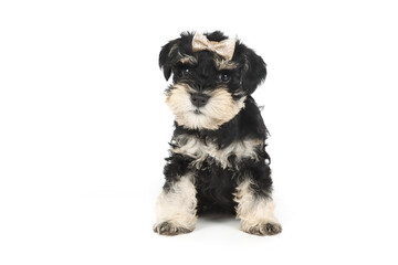 miniature schnauzer puppy isolated on white 