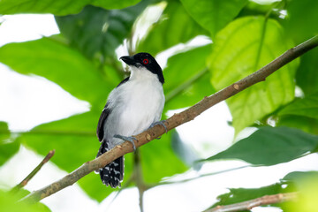 A Great Antshrike (Taraba major) perching in a tree in the rainforest. Bird with red eye. Wildlife in nature. Bird in forest.