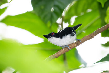 A Great Antshrike (Taraba major) perching in a tree in the rainforest. Bird with red eye. Wildlife in nature. Bird in forest.