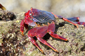 rote_Klippenkrabbe