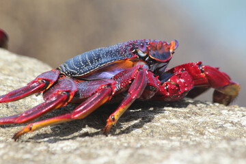 rote_Klippenkrabbe