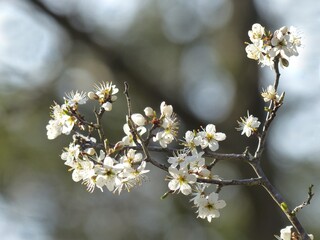 Spring blossoms on a hawthorn tree.