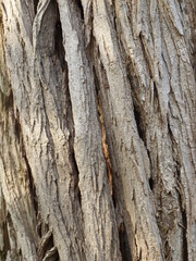 Tree bark with inner light of the evening sun.