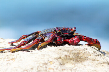 rote_Klippenkrabbe