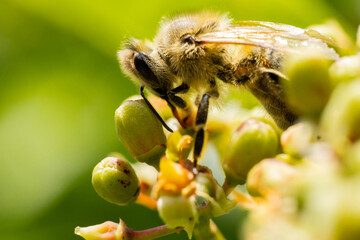 nature under a magnifying glass