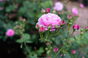 中之島バラ園 令和3年