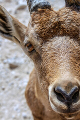 Ibex in Ein Gedi National Park in southern Israel
