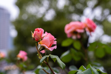 中之島バラ園 令和３年
