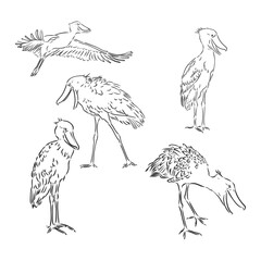 Naklejka premium Hand drawn sketch style shoebill. Vector illustration isolated on white background.