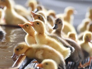 ひよこ © One Dragon