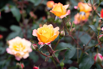 中之島バラ園 令和3年