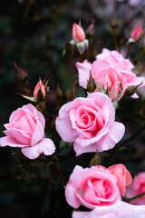 中之島バラ園 令和3年