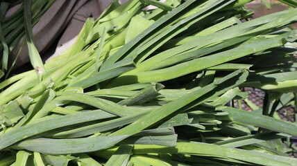 Obraz premium Fresh green leaf close-up waiting for autumn at natural background. Close-up view of green leaves