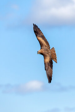 Black Kite (Milvus migrans) bird of prey raptor flying with wings spread in flight with a blue sky, stock photo image