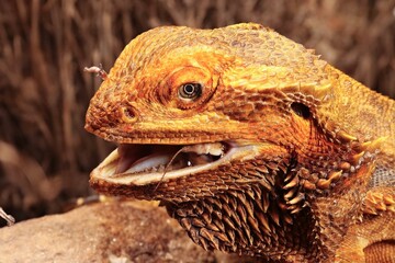 The Central Bearded Dragon , or Dragon Agama (Pogona vitticeps) feeding the insect in the dry habitat. Agama portrait.