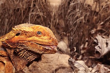 The Central Bearded Dragon , or Dragon Agama (Pogona vitticeps) feeding the insect in the dry habitat. Agama portrait.