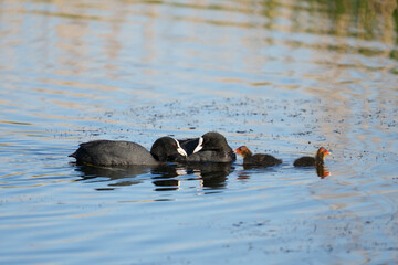 Coot, Fulica atra