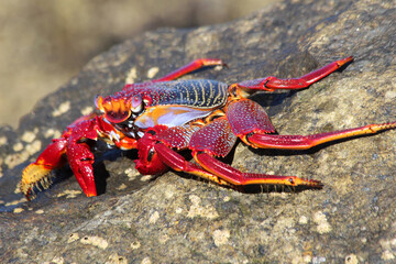 rote_Klippenkrabbe