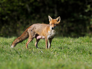Fototapeta premium Red fox, Vulpes vulpes